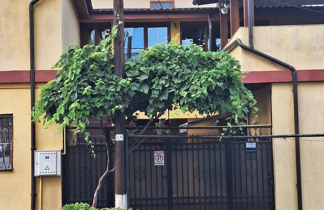 Vila Trandafir-1