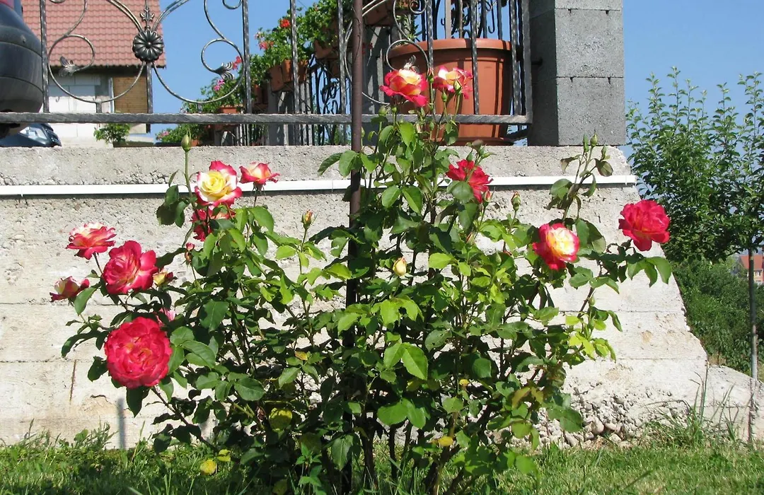 Pensiunea Neredy-1