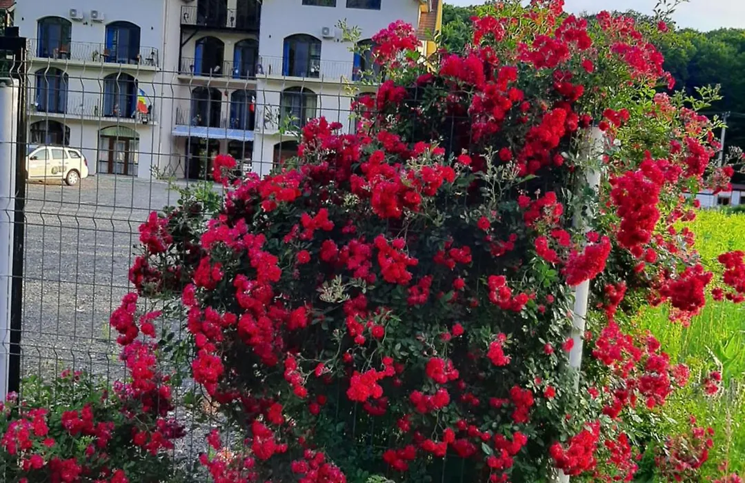 Sofial Guesthouse-1