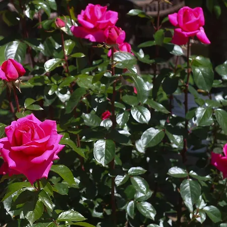 Magnolia-3