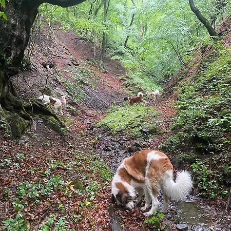 Căsuța din Pădure-2