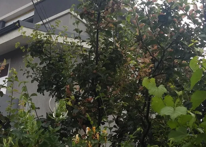 Hello Villa Bucharest